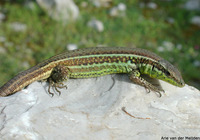 : Podarcis tiliguerta; Tyrrhenian Wall Lizard