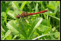 : Sympetrum vulgatum