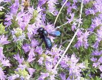 : Xylocopa violacea