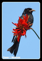 Hair-crested Drongo, Lions Nature Education Centre, Sai Kung, Hong Kong.