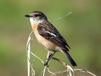 검은딱새 Saxicola torquata stejnegeri | stonechat