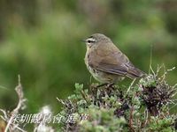 Phylloscopus fuscatus Dusky Warbler 褐柳鶯 093-075