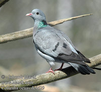 Columba oenas dc6629 UK: Stock Dove Pigeon