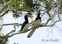 Photo of  zoborožec malabarský Anthracoceros coronatus Malabar Pied Hornbill Malabar Hornvogel