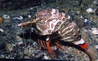 Grunt Sculpin