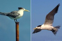 'Sterna bergii' Crested Tern, Swift Tern, Great Crested Tern;