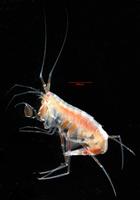 Eusirus holmii
