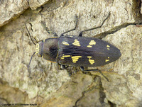 Buprestis novemmaculata