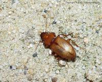 Harpalus flavescens