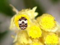 Anthrenus delicatus