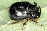 Bolboceras armiger