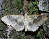 Idaea aversata - Riband Wave