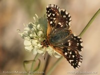 Spialia sertorius - Red Underwing Skipper