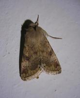 Heliothis nubigera - Eastern Bordered Straw