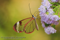 Greta nero - Nero Clearwing