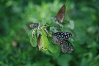 Tirumala septentrionis - Dark Blue Tiger