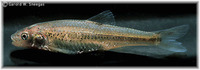 Notropis bairdi, Red River shiner: