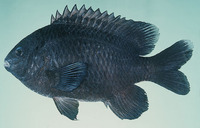 Stegastes limbatus, Ebony gregory: