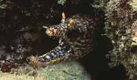 Enchelycore pardalis, Leopard moray eel: fisheries, aquarium