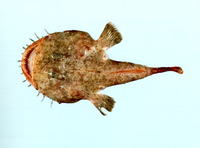Lophiomus setigerus, Blackmouth angler: fisheries