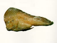 Pataecus fronto, Red indianfish: