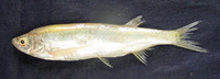 Salmostoma bacaila, Large razorbelly minnow: