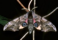 Smerinthus ocellata - Eyed Hawk-moth