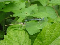 Platycnemis pennipes
