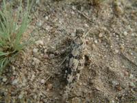 Sphingonotus caerulans