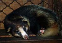 Image of: Arctonyx collaris (hog badger)