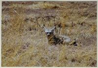 Image of: Otocyon megalotis (bat-eared fox)