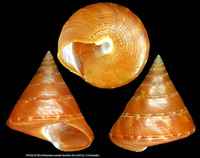 Calliostoma conulus