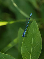 Image of: Enallagma hageni