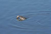 Tachybaptus novaehollandiae - Australasian Grebe