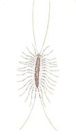 Image of: Scutigera coleoptrata