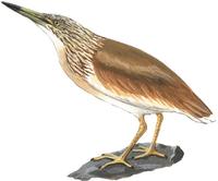 Image of: Ardeola ralloides (squacco heron)