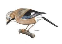 Image of: Garrulus glandarius (Eurasian jay)