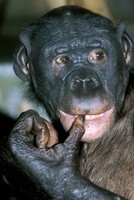 Pan paniscus - Pygmy Chimpanzee