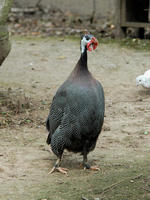 Image of: Numida meleagris (helmeted guineafowl)