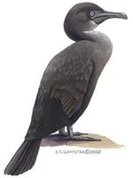 Image of: Phalacrocorax harrisi (flightless cormorant)