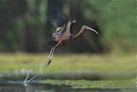 Image of: Plegadis falcinellus (glossy ibis)