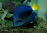 Zebrasoma xanthurum - Dusky Sailfin Tang