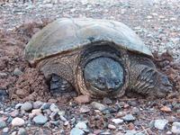 Image of: Chelydra serpentina (snapping turtle)