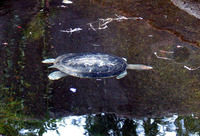 Batagur baska - Common River Terrapin