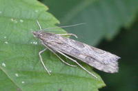 ワモンノメイガ Nomophila noctuella