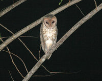 Lesser Masked Owl - Tyto sororcula