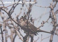 White-crowned Sparrow - Zonotrichia leucophrys