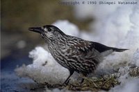 Spotted Nutcracker - Nucifraga caryocatactes