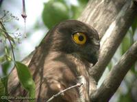 Northern Boobook - Ninox japonica