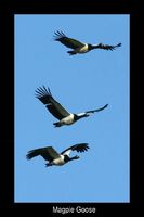 Magpie Goose